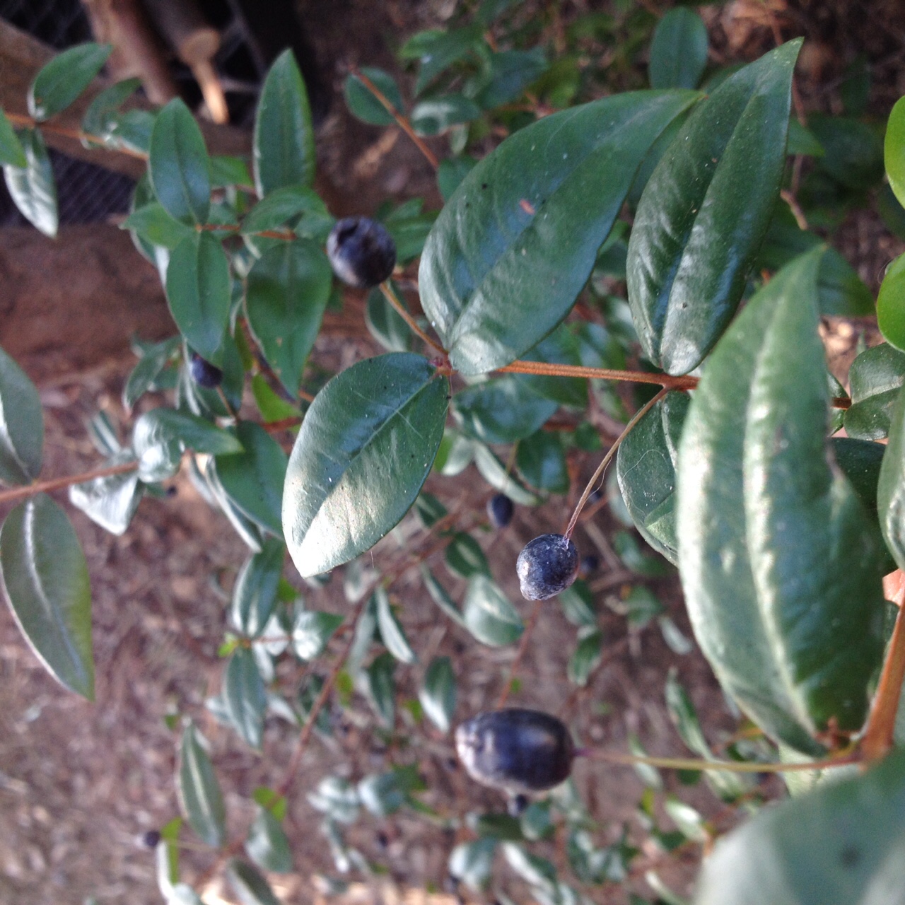 Vegetazione e germinazione del Mirto di Sardegna 3