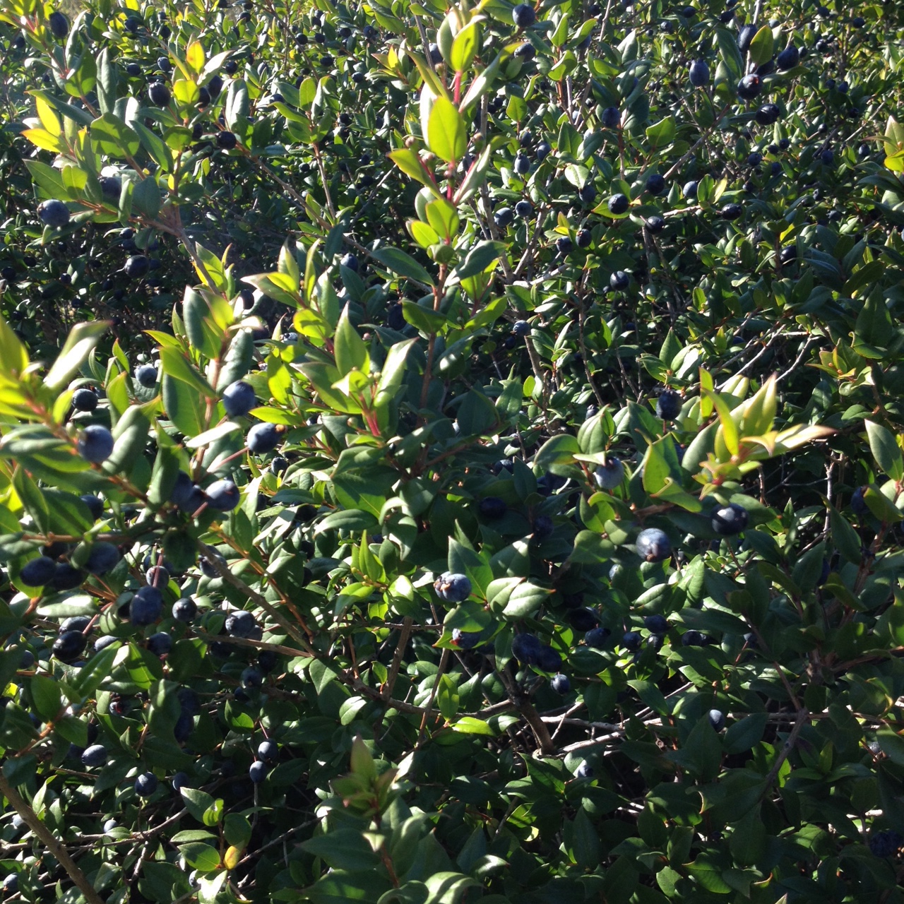 Vegetazione e germinazione del Mirto di Sardegna 4