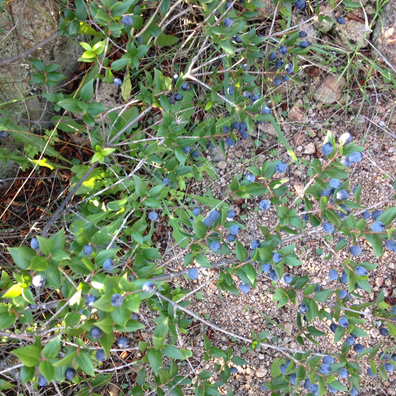 Vegetazione e germinazione del Mirto di Sardegna 5