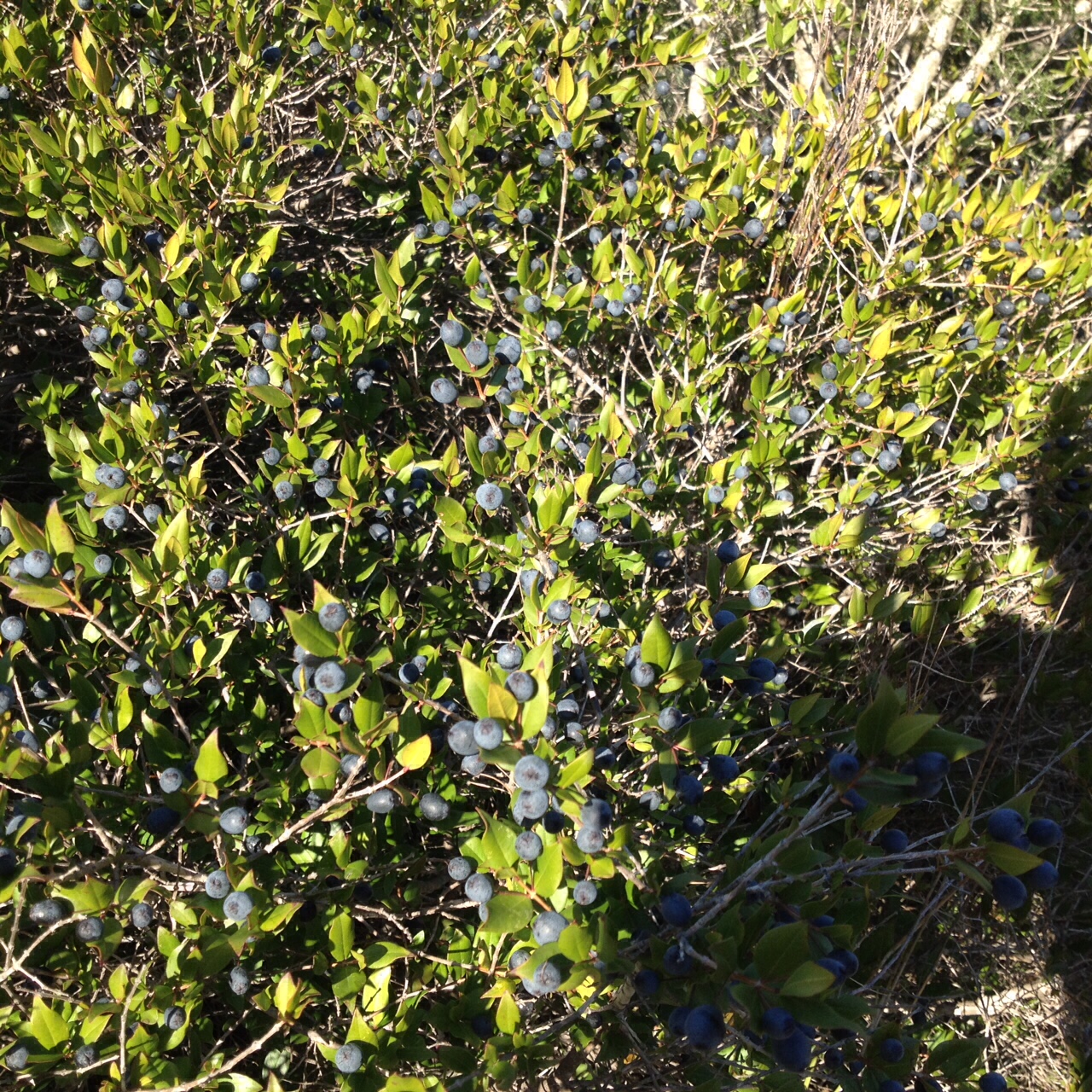 Vegetazione e germinazione del Mirto di Sardegna 4