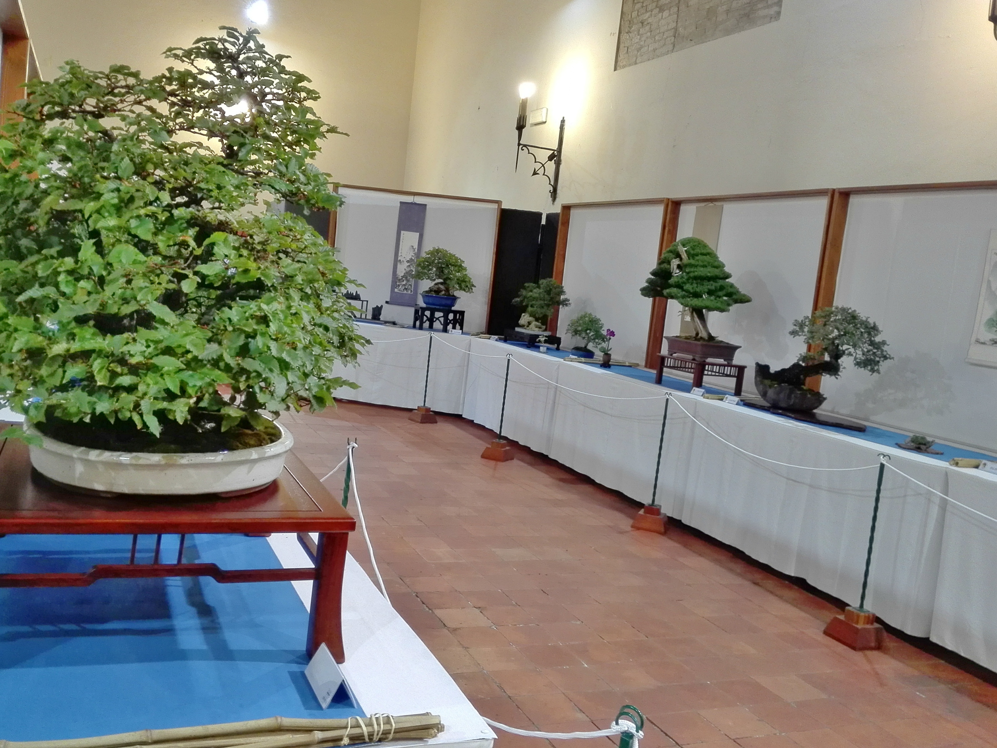 Mostra di Bonsai a Pesaro
