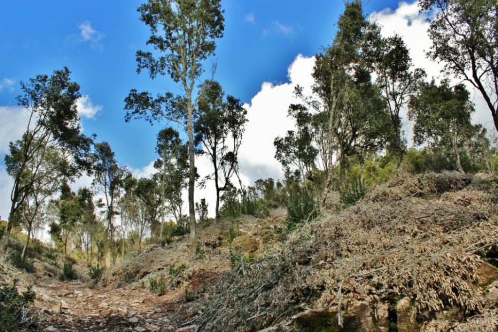 DesertificazioneSardegnaCorpo1