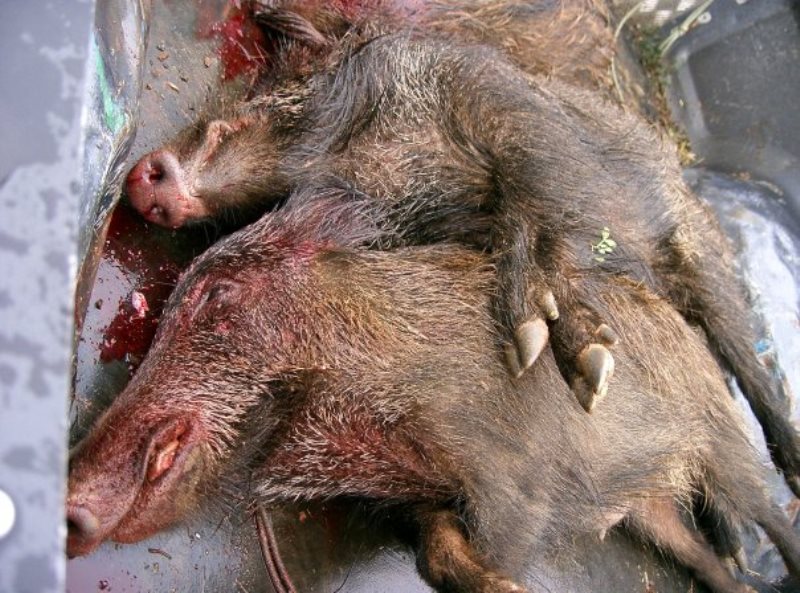 bracconaggio sardegna cinghiali