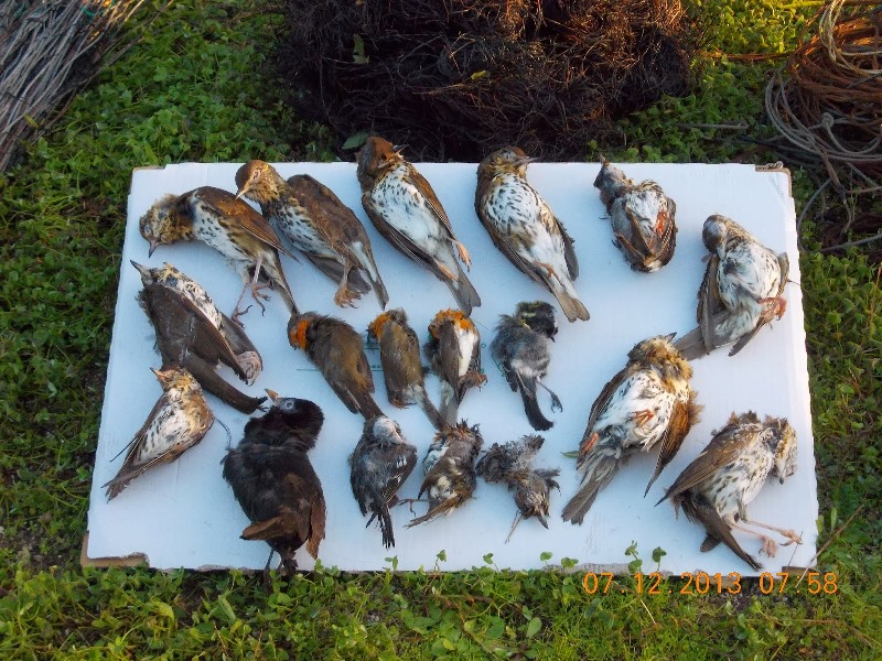 bracconaggio sardegna