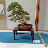 Il bonsai del ginepro è un grande classico della pratica botanica giapponese. La grande resistenza della pianta la rende adatta anche a un clima rigido. Il bonsai del ginepro è un grande classico della pratica botanica giapponese. La grande resistenza della pianta la rende adatta anche a un clima rigido.