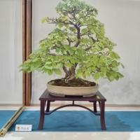 Realizzare un bonsai di tiglio richiede molta cura, soprattutto per via della delicatezza delle foglie. Realizzare un bonsai di tiglio richiede molta cura, soprattutto per via della delicatezza delle foglie.