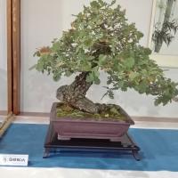 La forza e la lunga vita sono due caratteristiche proverbiali della quercia. E che rappresentano molto bene anche la pratica del bonsai. La forza e la lunga vita sono due caratteristiche proverbiali della quercia. E che rappresentano molto bene anche la pratica del bonsai.