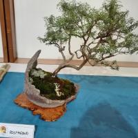 La pianta del rosmarino è una delle più spontanee tra quelle mediterranee. Ma non per questo, non è impossibile miniaturizzarla come bonsai. La pianta del rosmarino è una delle più spontanee tra quelle mediterranee. Ma non per questo, non è impossibile miniaturizzarla come bonsai.