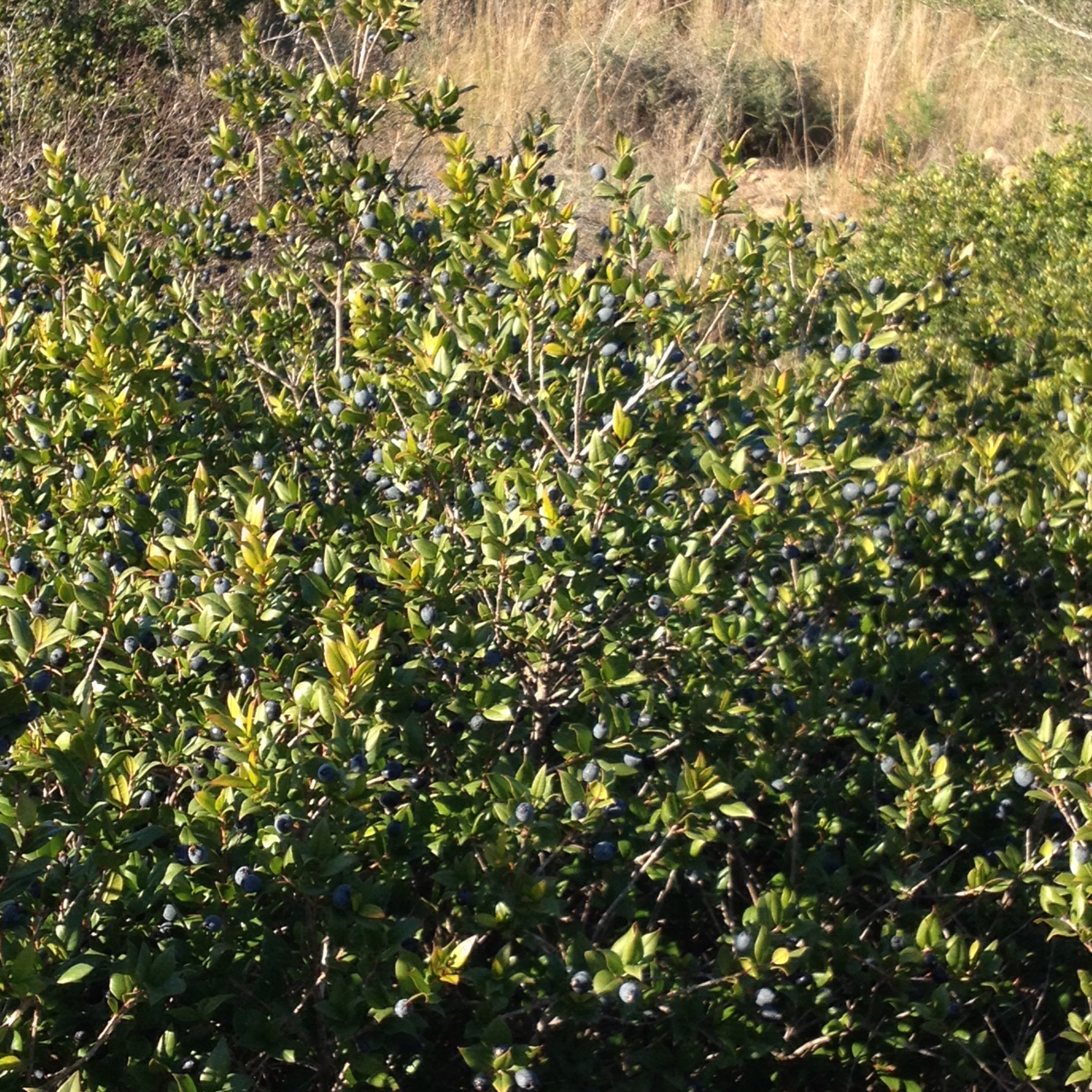 Vegetazione e germinazione del Mirto di Sardegna 1