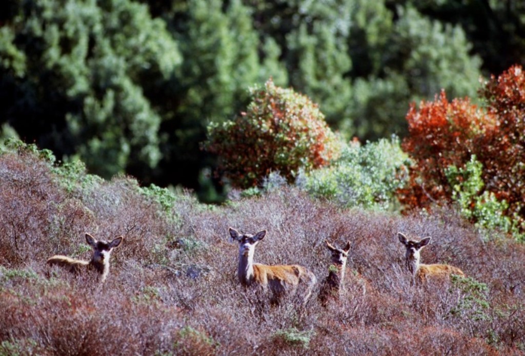 Esemplari di daino al pascolo nei monti del centro Sardegna