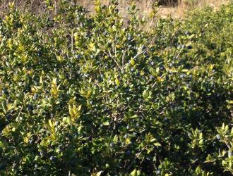 Vegetazione e germinazione del Mirto di Sardegna 1